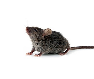 天津灭鼠公司,?帮您解决家中的鼠患问题。